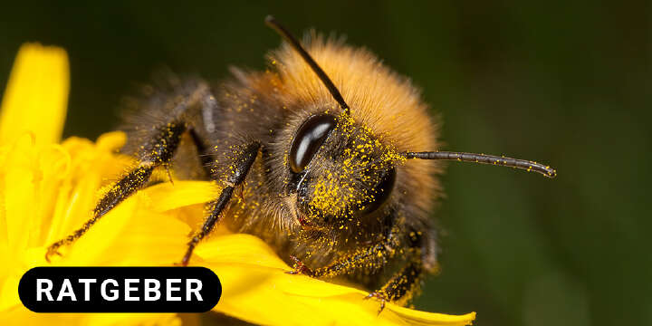 themenwelt titel bienen 1000x500